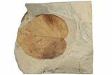 Fossil Leaf (Davidia) - Montana #188697-1